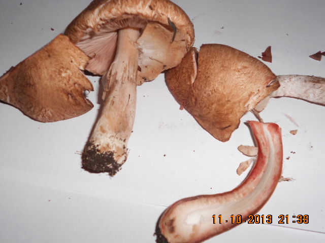 Agaricus rubescentes